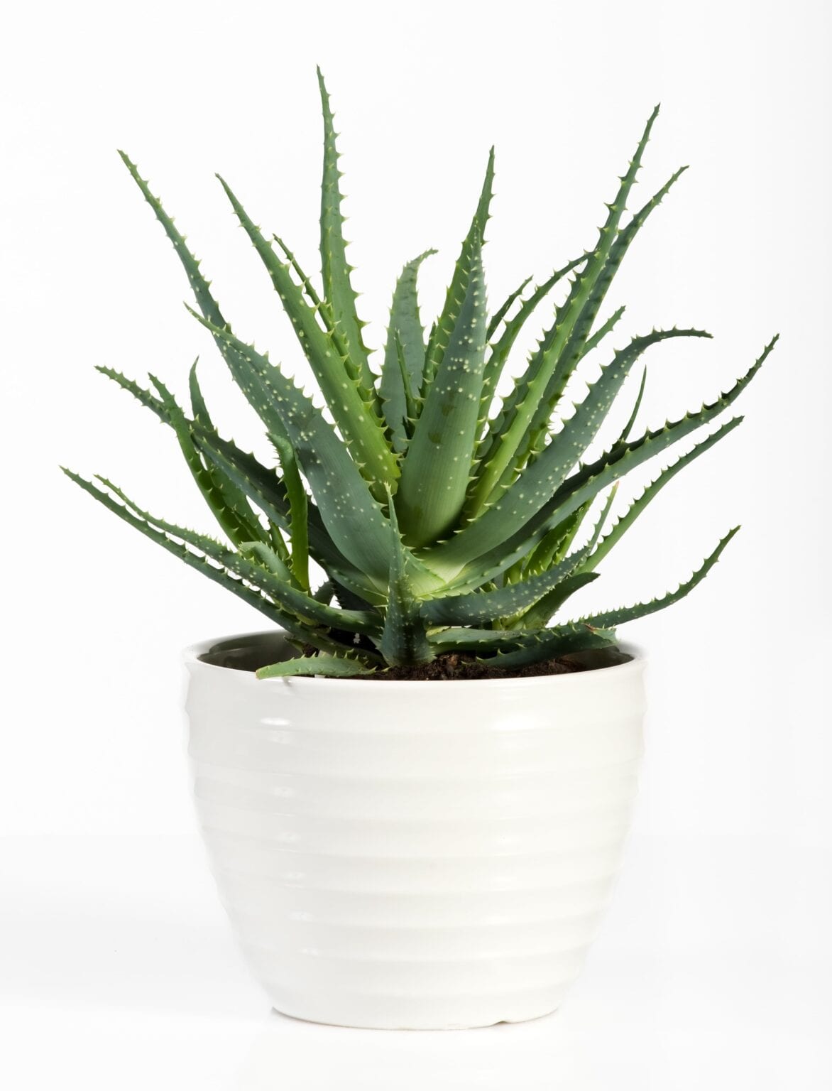 AloeVeraBedroomPlantforBetterSleep Simply Good Sleep