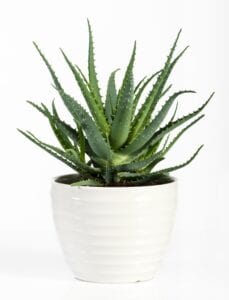 Aloe Vera Bedroom Plant for Better Sleep