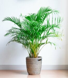 Areca Palm Bedroom Plant for Better Sleep