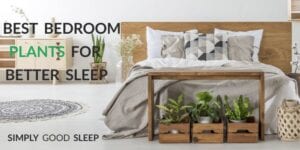 Best Bedroom Plants for Better Sleep