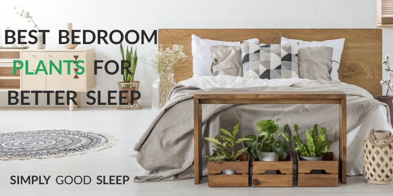 Best Bedroom Plants for Better Sleep