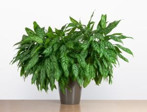 Chinese Evegreen Bedroom Plant for Better Sleep