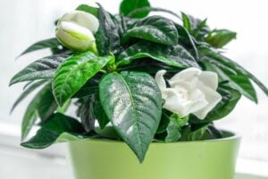 Gardenia Bedroom Plant for Better Sleep
