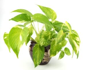 Golden Pothos Bedroom Plant for Better Sleep