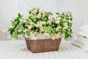 Jasmine Bedroom Plant for Better Sleep