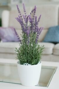 Lavender Bedroom Plant for Better Sleep