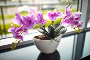 Orchid Flower Bedroom Plant for Better Sleep