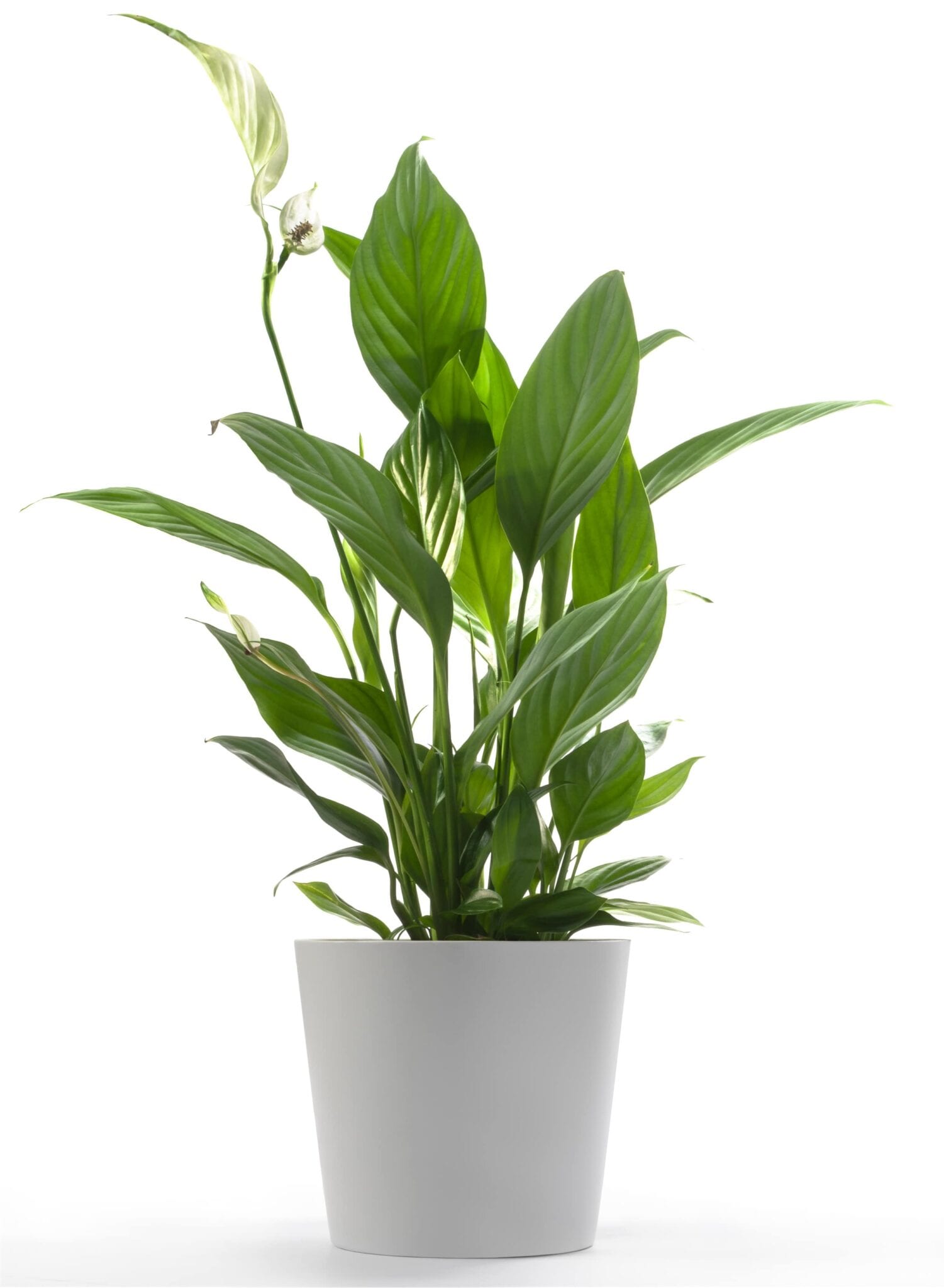 Peace Lily Bedroom Plant For Better Sleep Simply Good Sleep   Peace Lily Plant In Bedroom For Better Sleep 1501x2048 