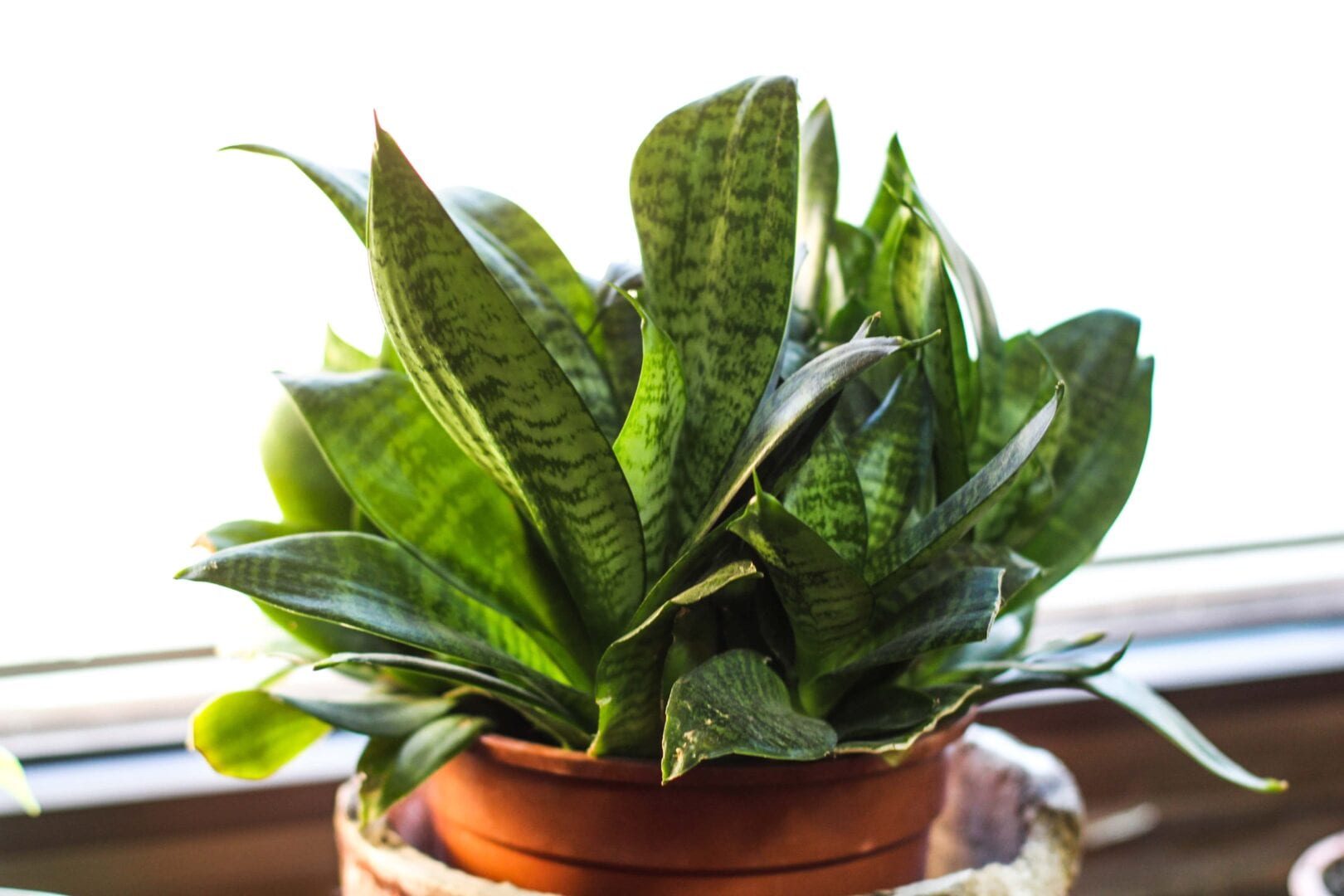 snake-plant-bedroom-plant-for-better-sleep-simply-good-sleep