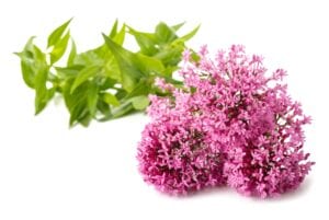 Valerian Bedroom Plant for Better Sleep