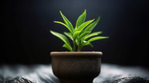 Introducing Indoor Plants - in Creative Small Bedroom Decorating Ideas post by Simply Good Sleep